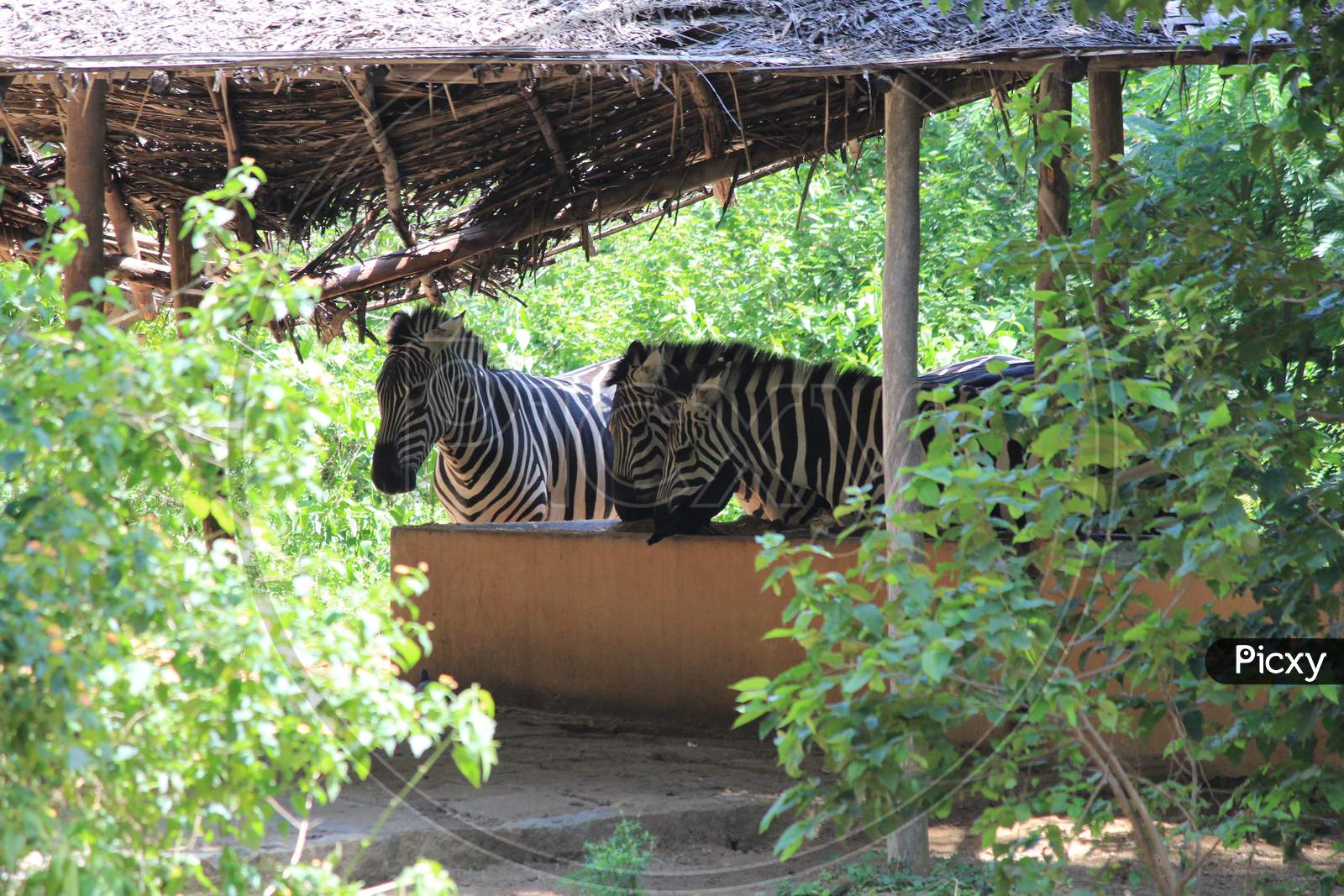 Image of Mysore ZooQT062168Picxy