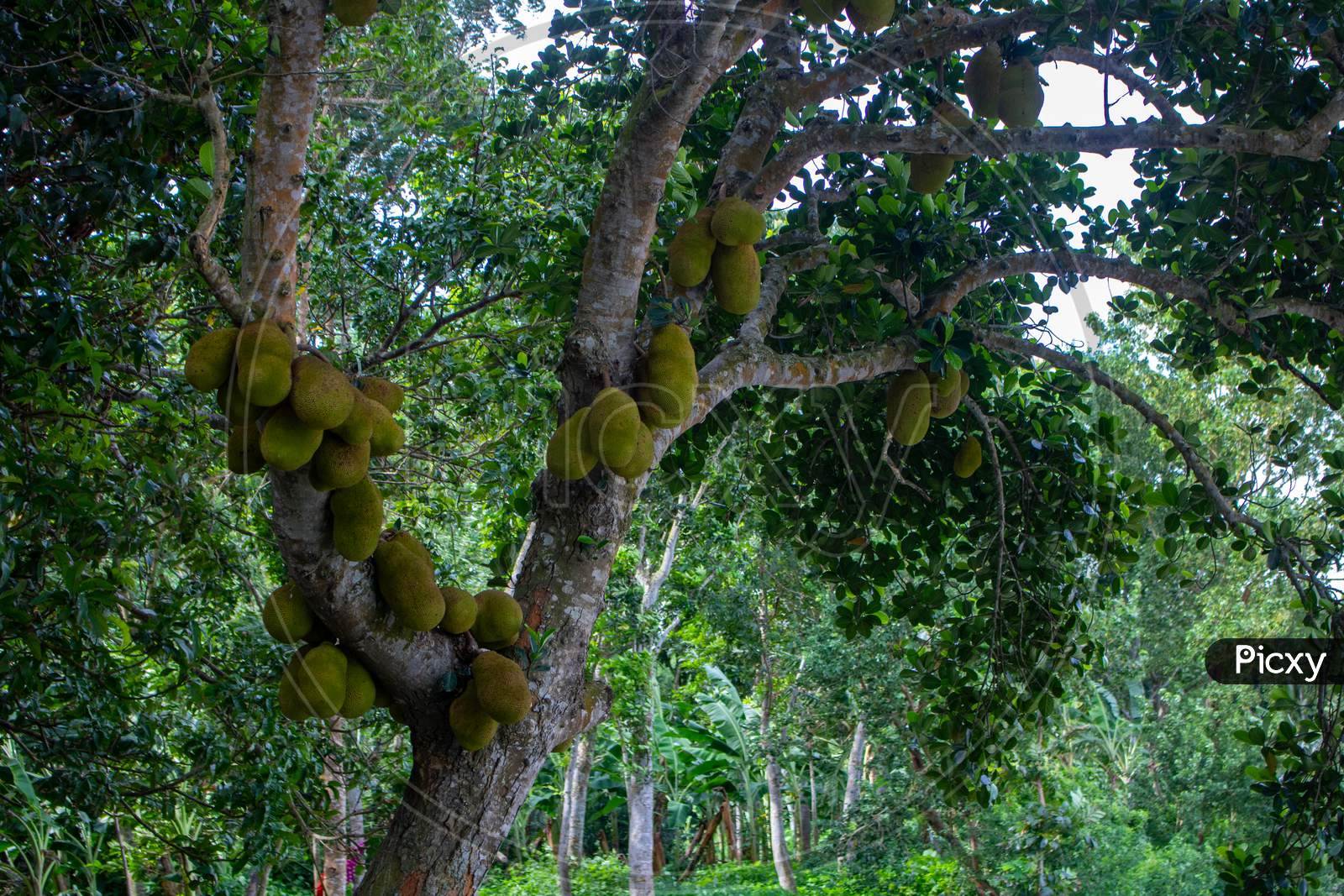 There Are Innumerable Jackfruits On The Tree. It Is The National Fruit Of Bangladesh.