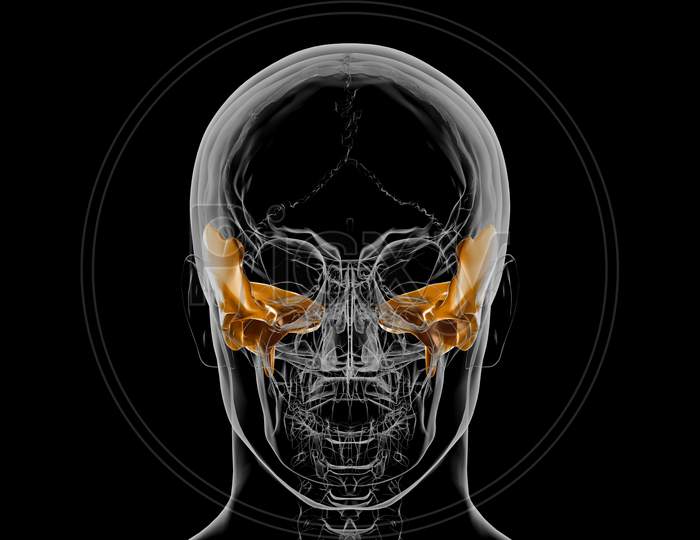 Human Skeleton Skull Temporal Bone Anatomy For Medical Concept 3D