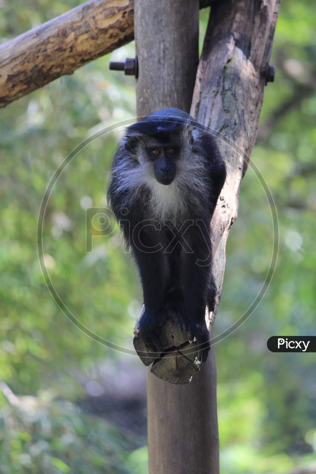 Image of Mysore ZooUM445657Picxy