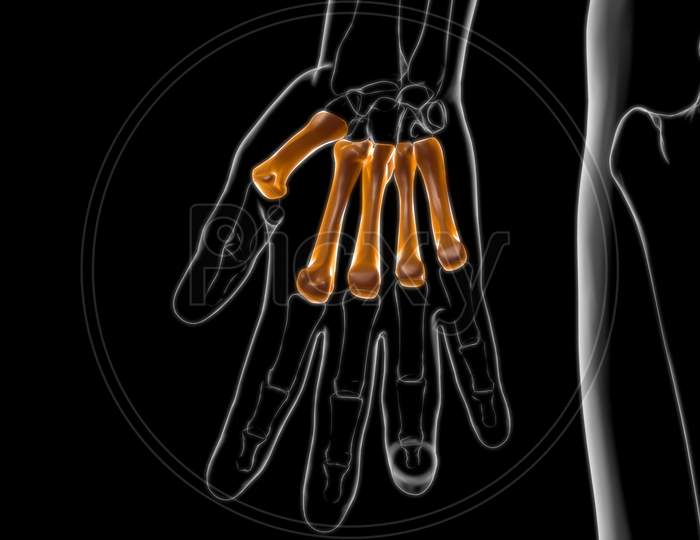 Human Skeleton Hand Matacarapls Bone Anatomy For Medical Concept 3D