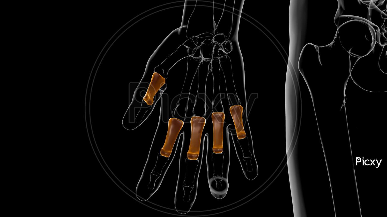 Human Skeleton Proximal Phalanges Anatomy 3D