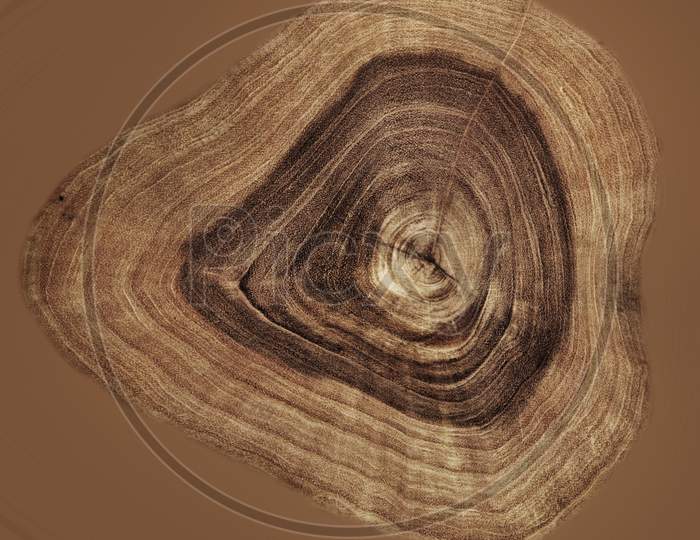 Tree Cut Wood Pattern, Ring Inside Tree Trunk, Cross Section Of Cut Old Tree, Texture And Background Tree Cut Wood Pattern, Ring Inside Tree Trunk, Cross Section Of Cut Old Tree, Texture And Background