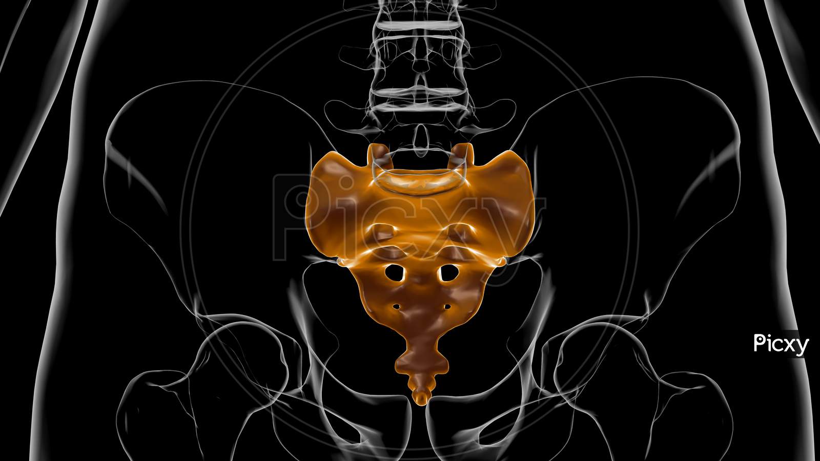 Human Skeleton Anatomy Sacral Bone 3D Rendering