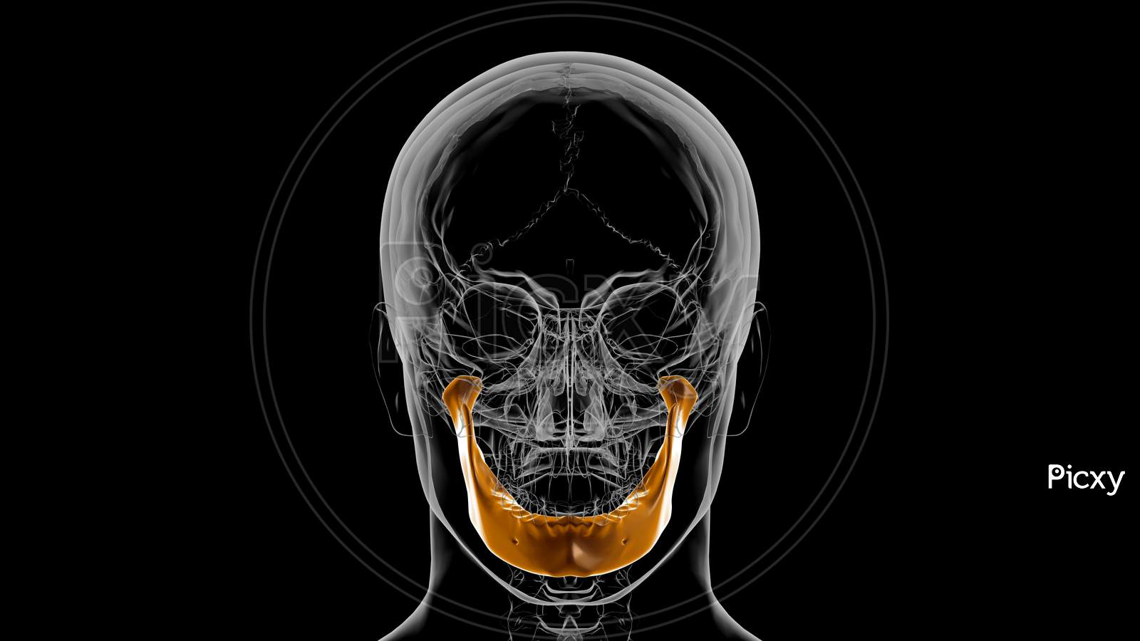 Human Skeleton Skull Mandible Bone Anatomy For Medical Concept 3D