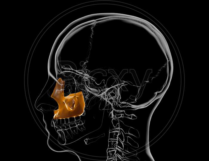 Human Skeleton Skull Maxillal Bone Anatomy For Medical Concept 3D