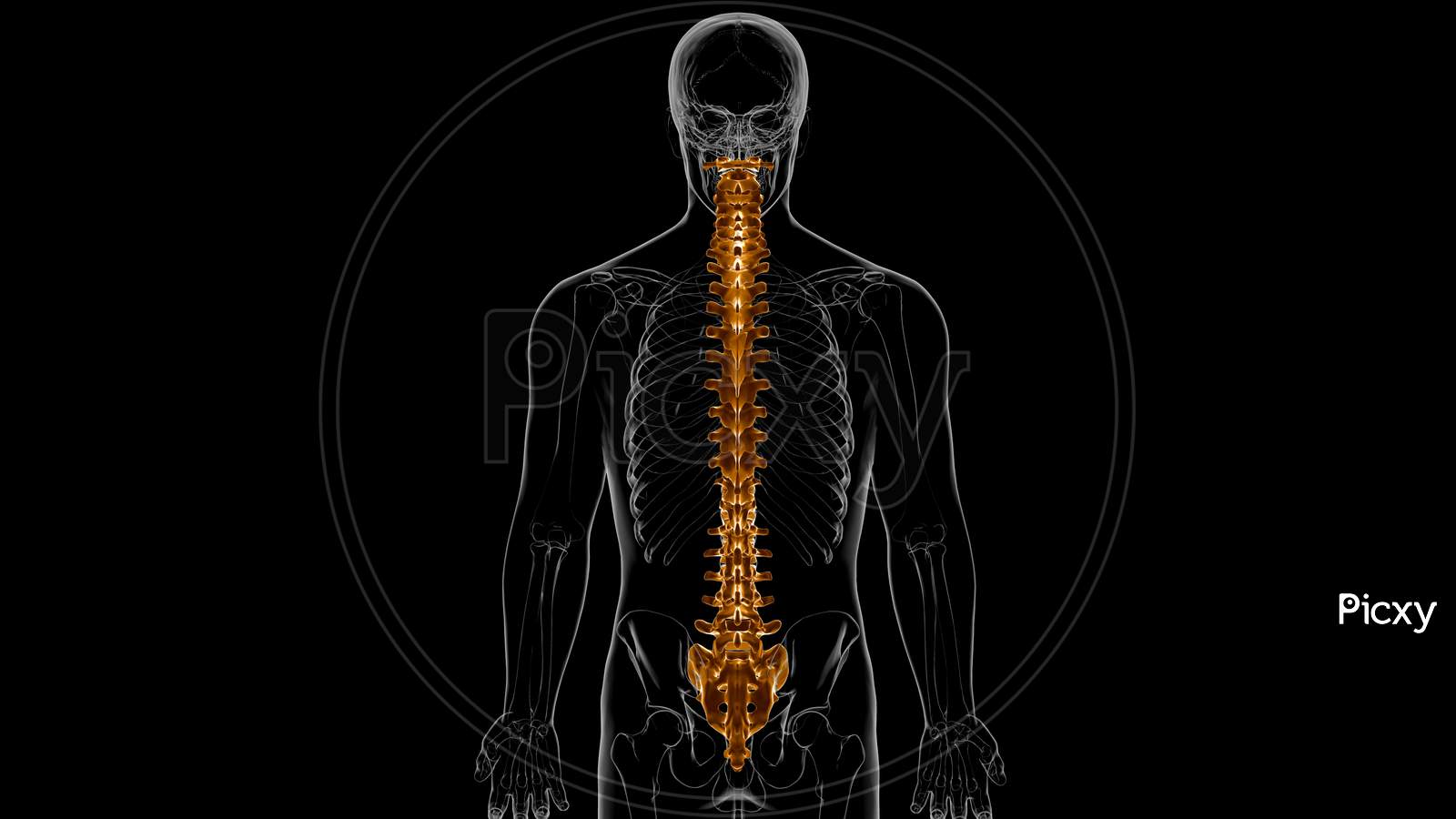 Human Skeleton Vertebral Column Vertebrae Anatomy 3D