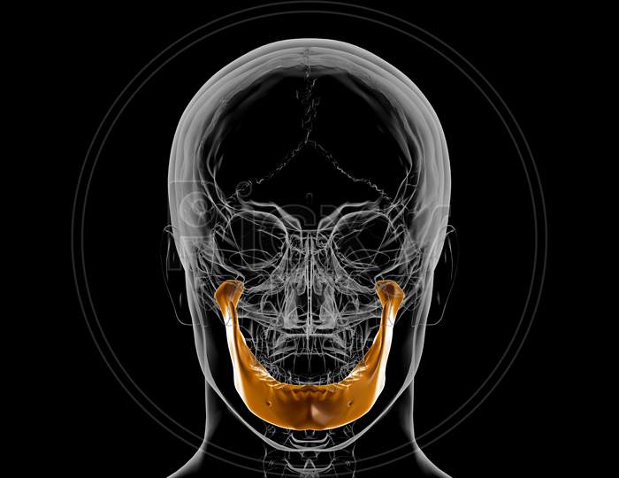 Human Skeleton Skull Mandible Bone Anatomy For Medical Concept 3D