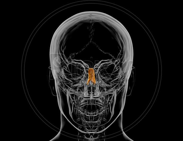 Human Skeleton Nasal Bone Anatomy 3D