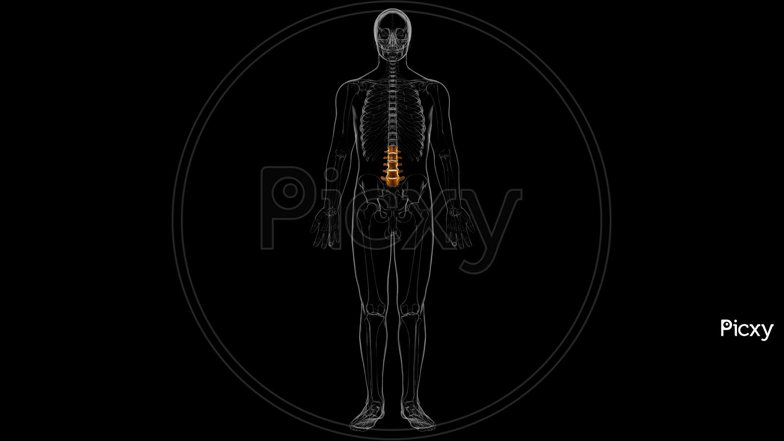 The Lumbar Vertebrae: Anatomy and 3D Illustrations