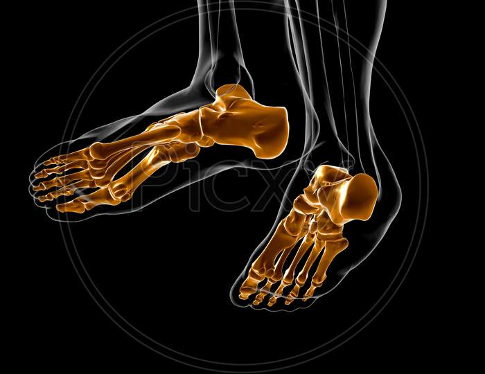 Human Skeleton Foot Bones Anatomy For Medical Concept 3D