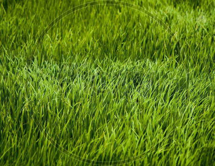Green Grass Background With Shallow Depth Of Field