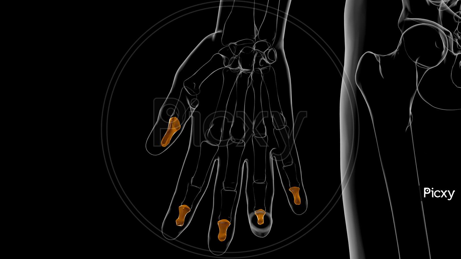 Human Skeleton Hand Distal Phalanges Bone Anatomy For Medical Concept 3D