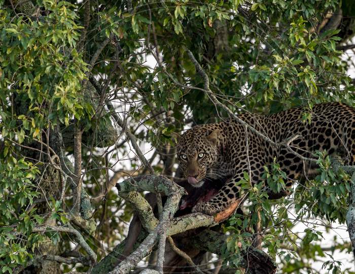 Leopard watching over its prey