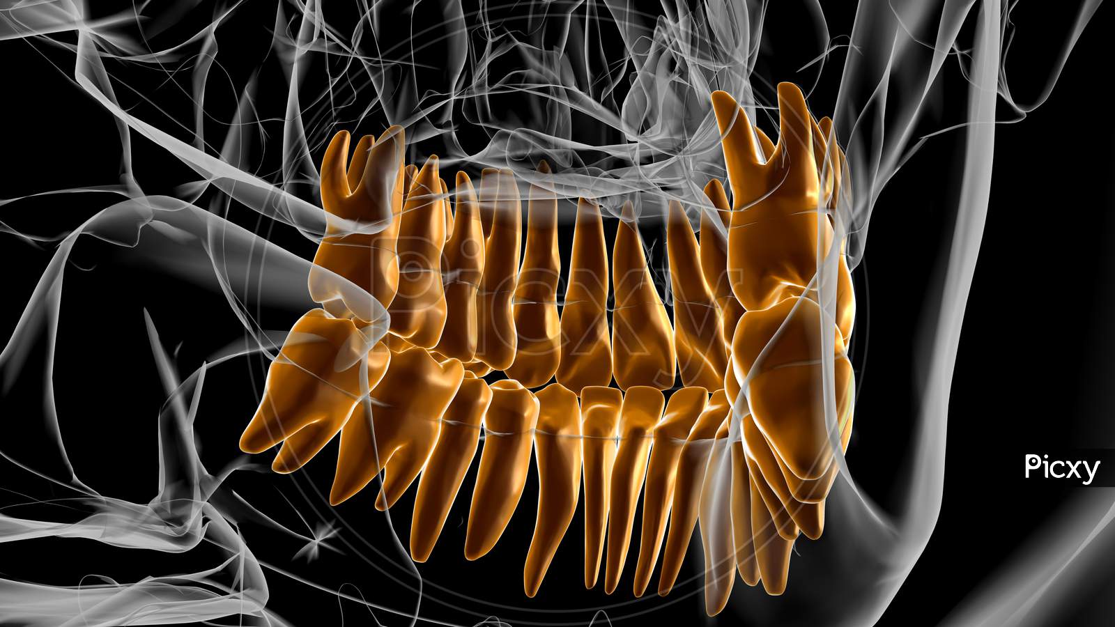 Human Teeth Anatomy 3D Illustration For Medical