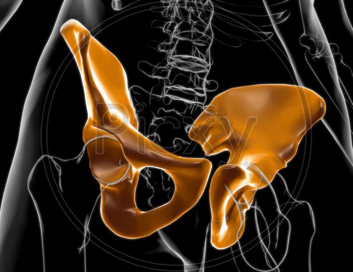 Human Skeleton Hip Or Pelvic Bone Anatomy For Medical Concept 3D
