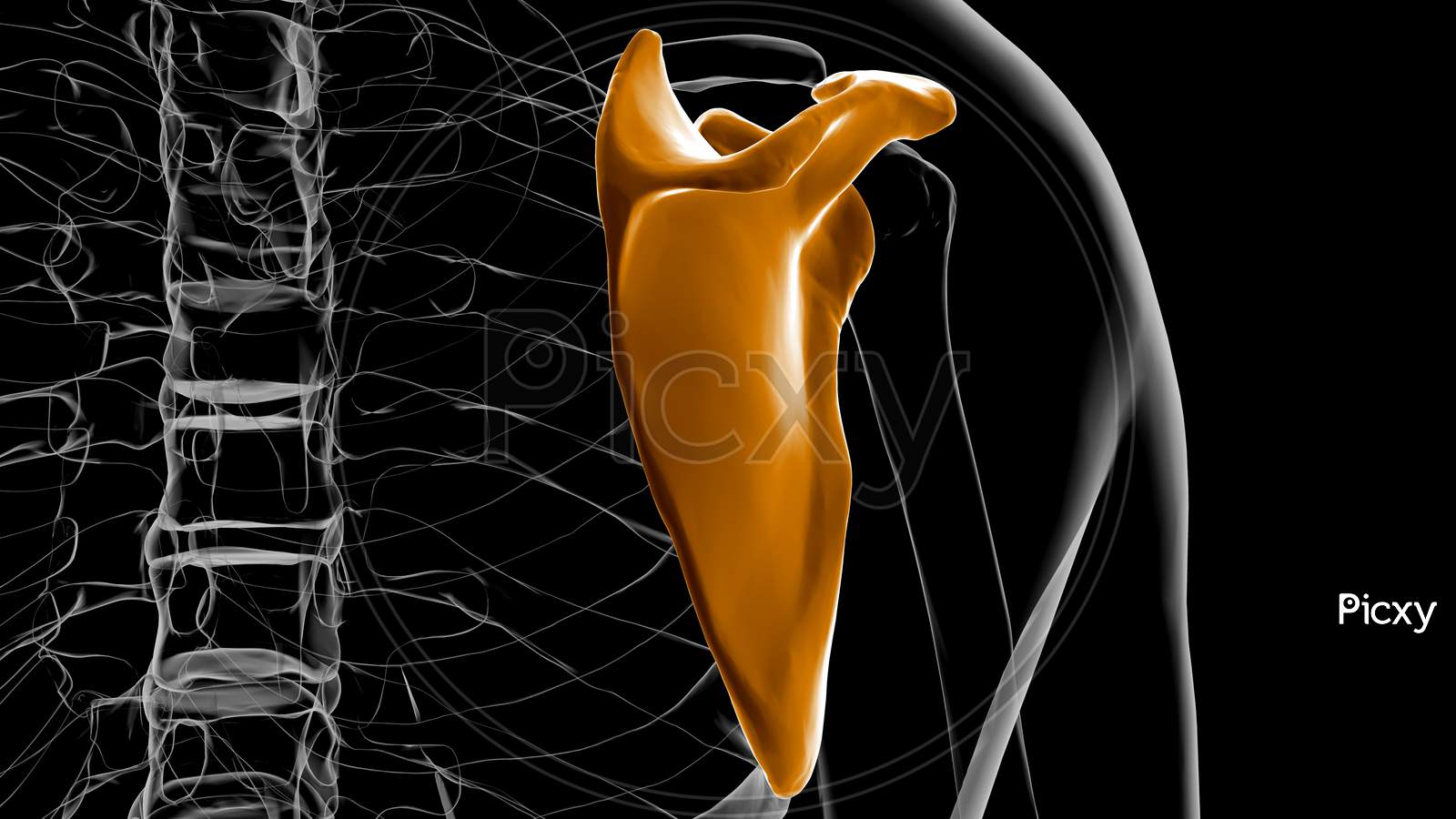 Human Skeleton Anatomy Scapula Bone 3D Rendering