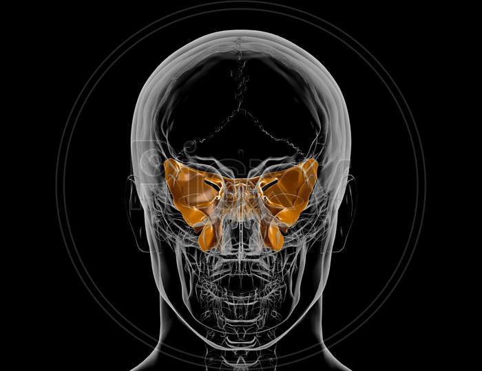 Human Skeleton Skull Sphenoid Bone Anatomy For Medical Concept 3D