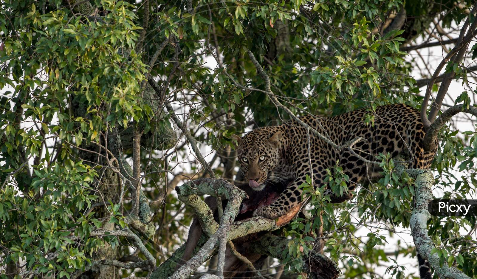Leopard watching over its prey