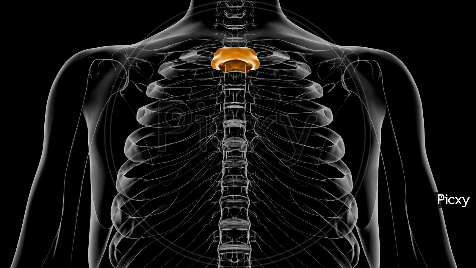 Human Skeleton Manubrium Anatomy 3D