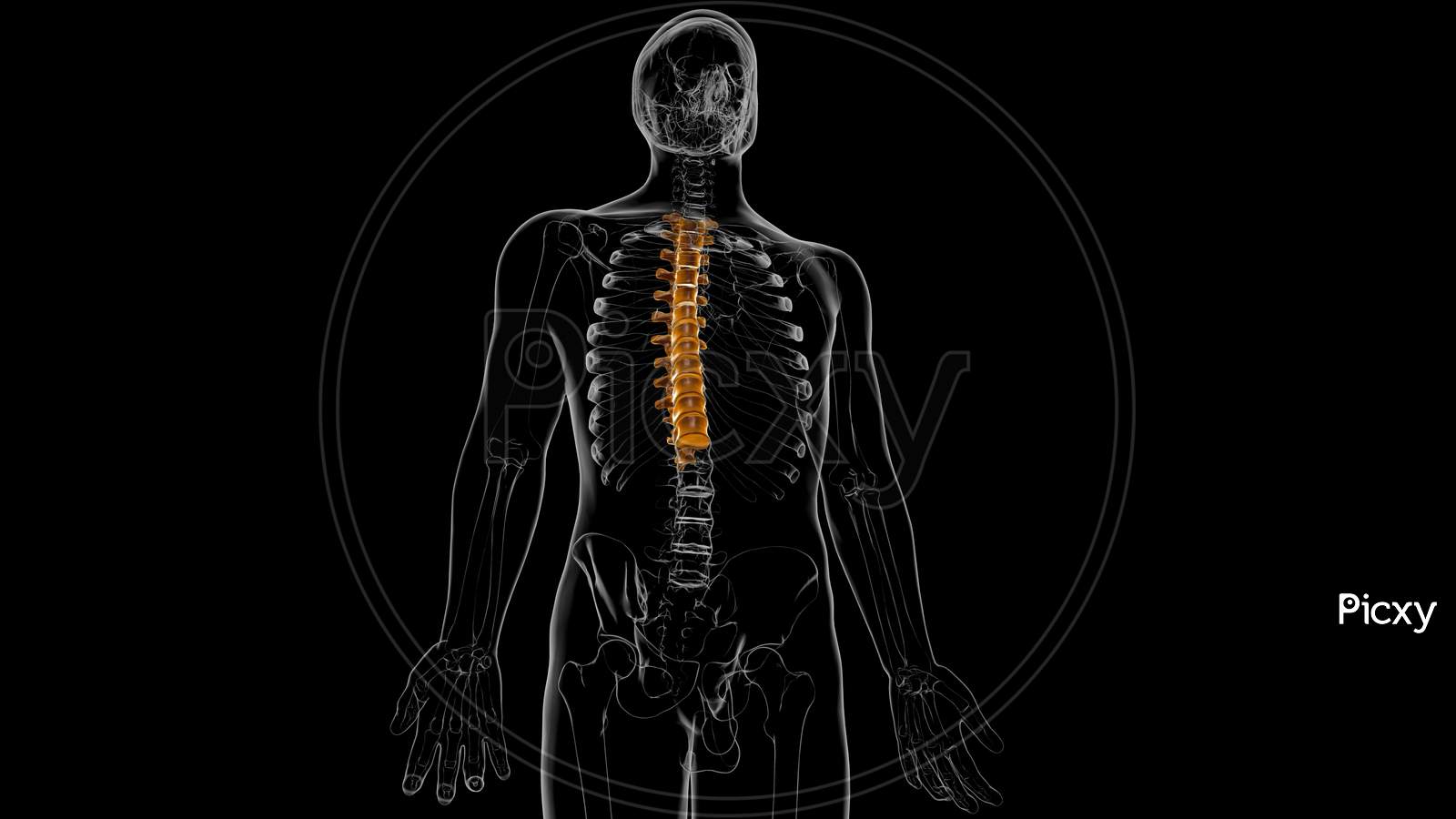 Human Skeleton Vertebral Column Thoracic Vertebrae Anatomy 3D