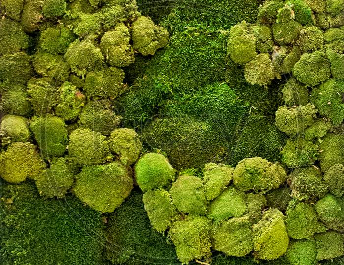 Moss Texture. Moss Background. Green Moss On Grunge Texture, Background