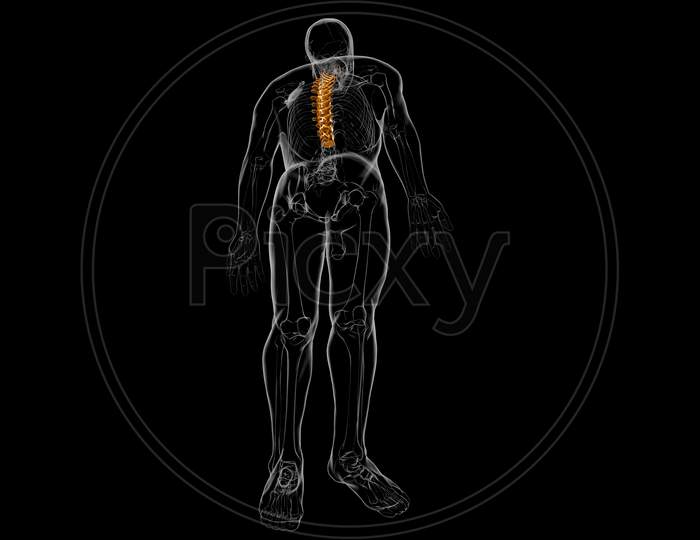 Human Skeleton Vertebral Column Thoracic Vertebrae Anatomy 3D