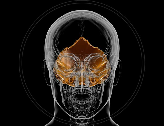 Human Skeleton Skull Occipital Bone Anatomy For Medical Concept 3D