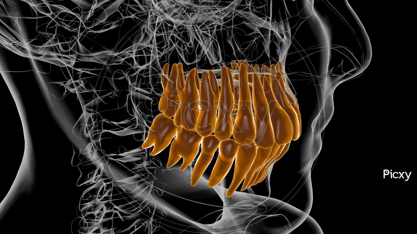 Human Teeth Anatomy 3D Illustration For Medical