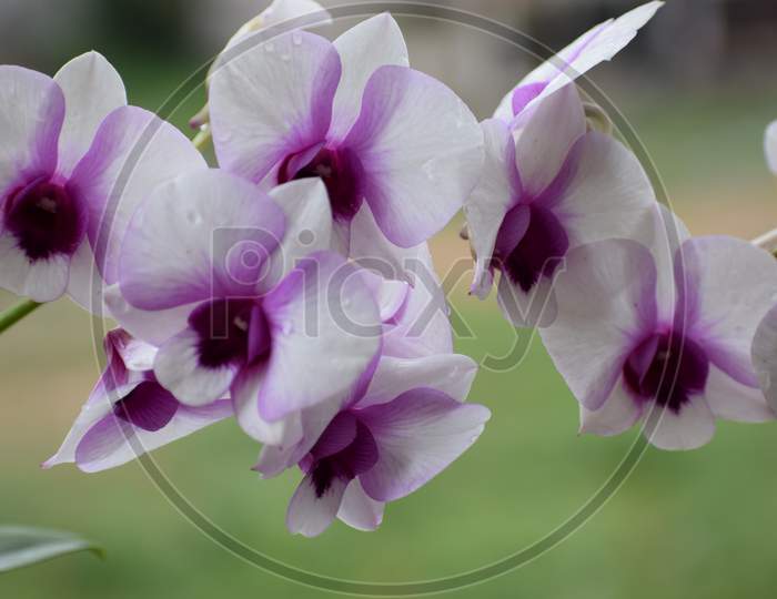 white violet orchids