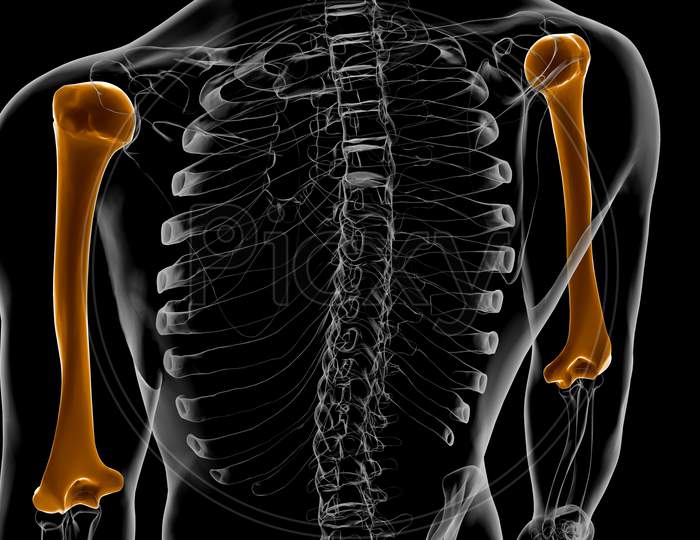 Human Skeleton Anatomy Humerus Bone 3D Rendering