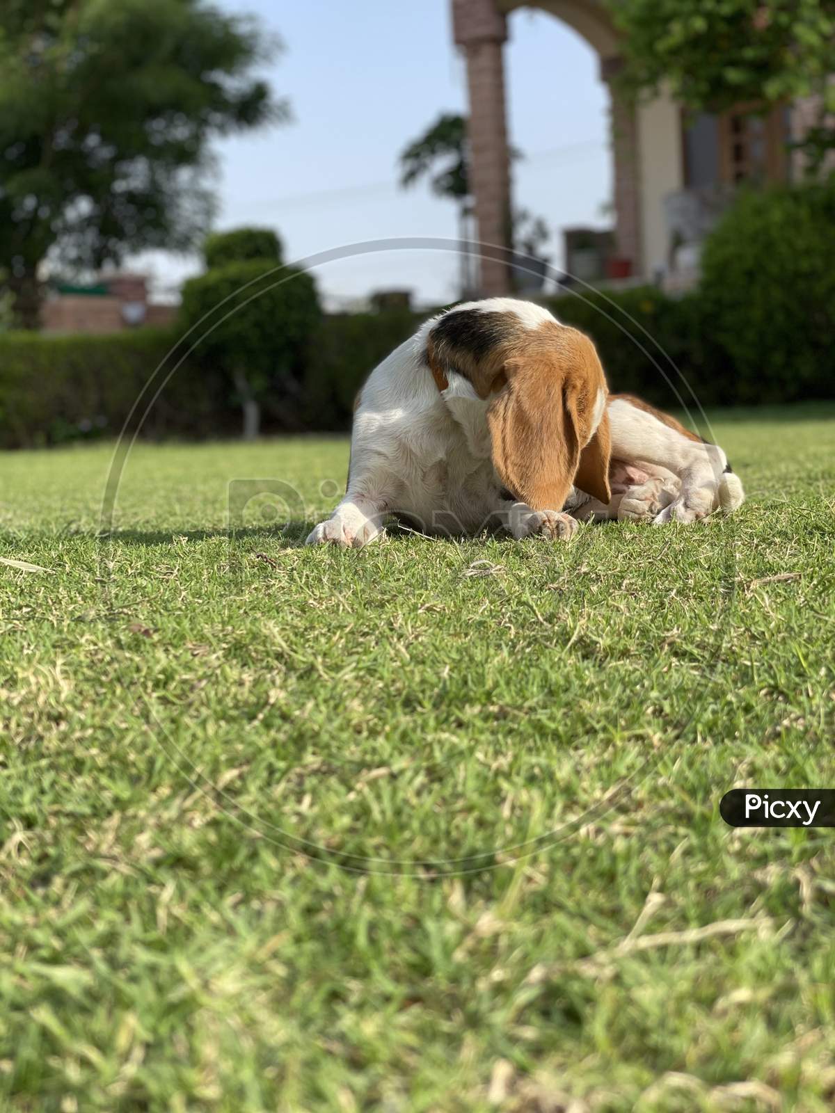 Dog beagle