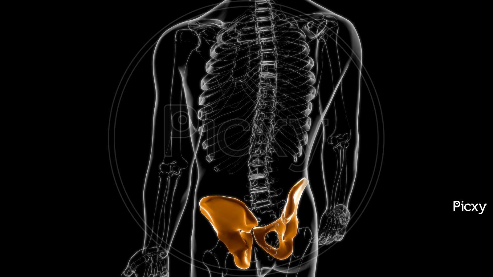 Human Skeleton Hip Or Pelvic Bone Anatomy For Medical Concept 3D
