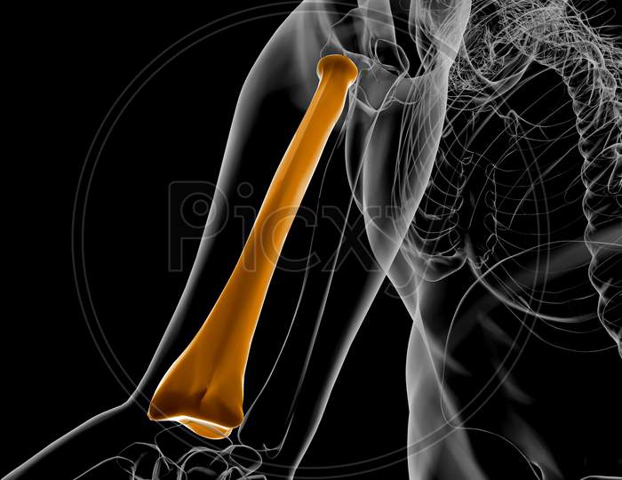 Human Skeleton Anatomy Radius Bone 3D Rendering