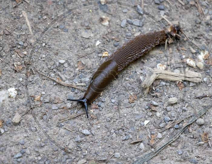 Slug Slithering Across A Path Near East Grinstead