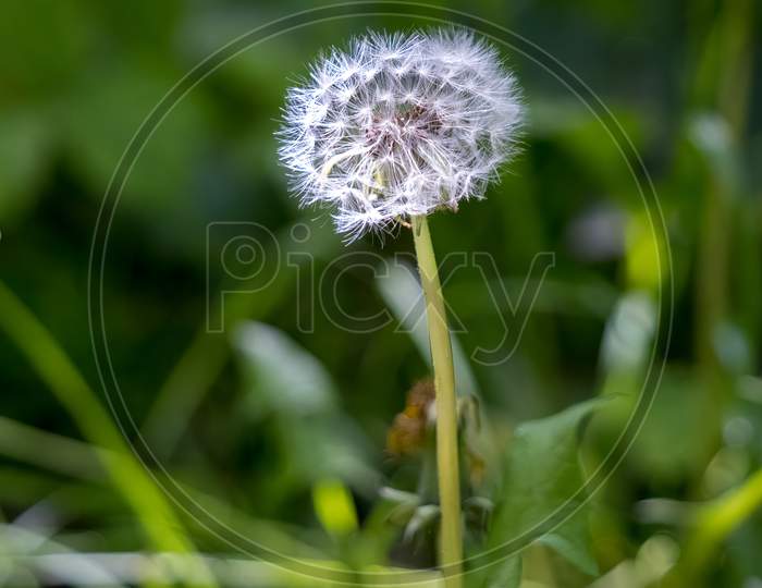 Dandelion Seed Head Growing At The Side Of A Country Lane