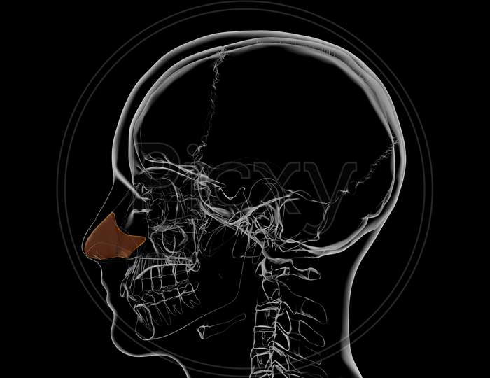 Human Skeleton Septal Nasal Cartilage Anatomy 3D
