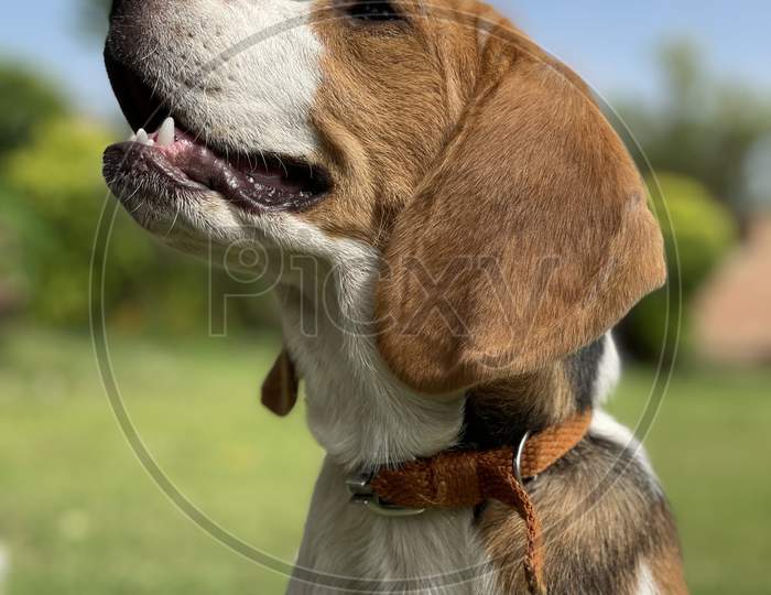 Dog beagle