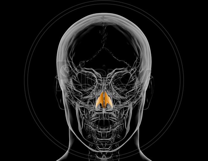 Human Skeleton Nasal Cartilage Anatomy 3D