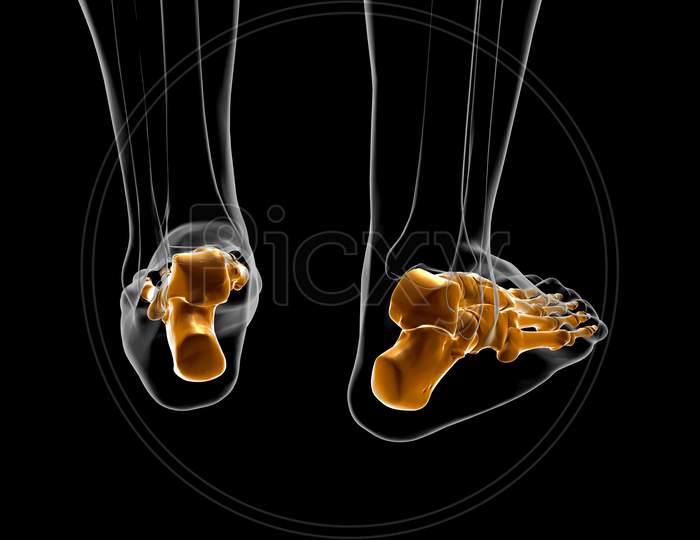 Human Skeleton Foot Bones Anatomy For Medical Concept 3D