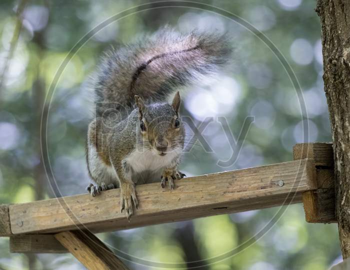 Grey Squirrel (Sciurus Carolinensis) Peering Over A Wooden Table