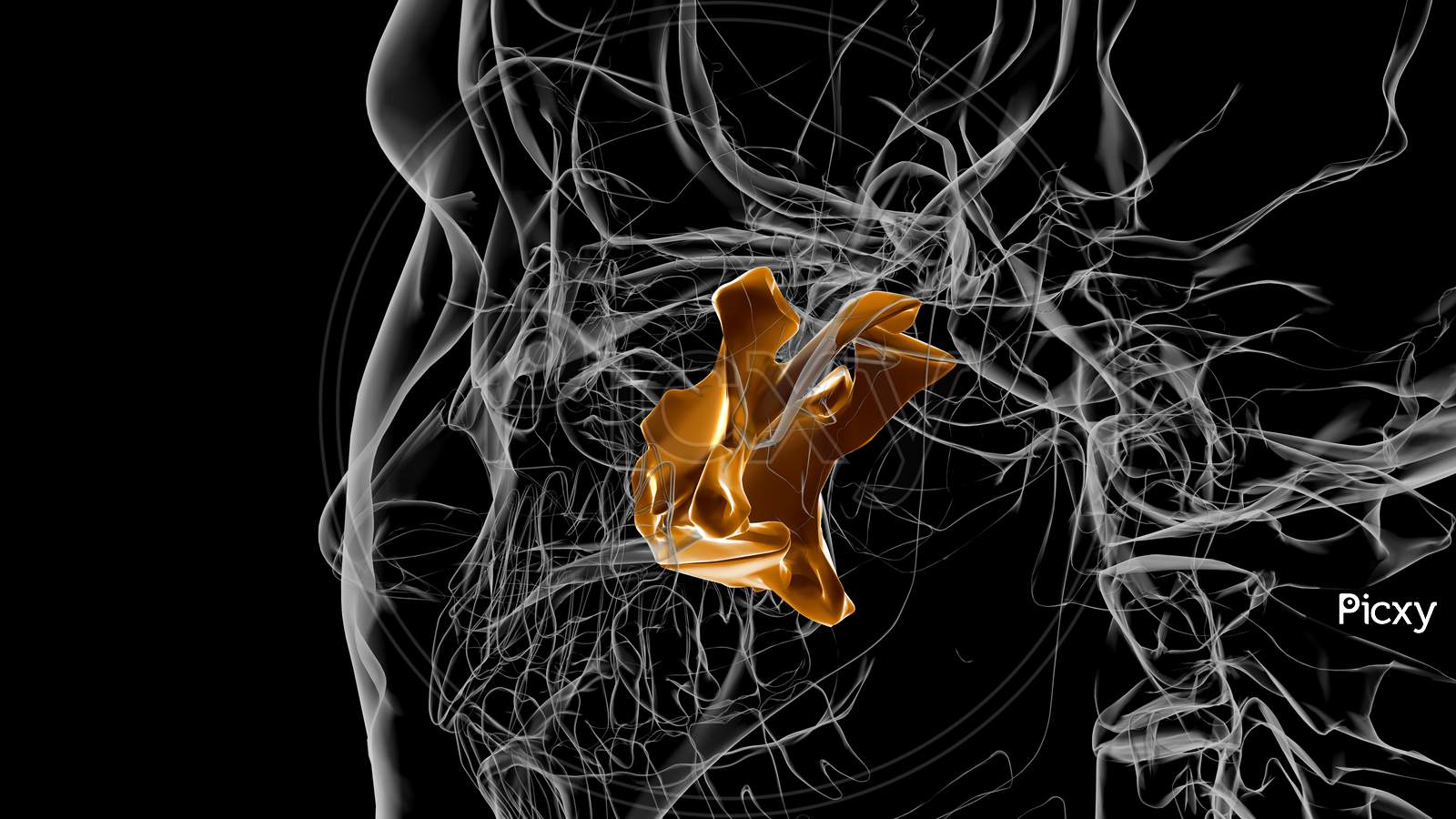 Human Skeleton Palatine Bone Anatomy 3D