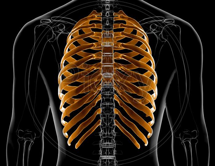 Human Skeleton Anatomy Rib Cage 3D Rendering