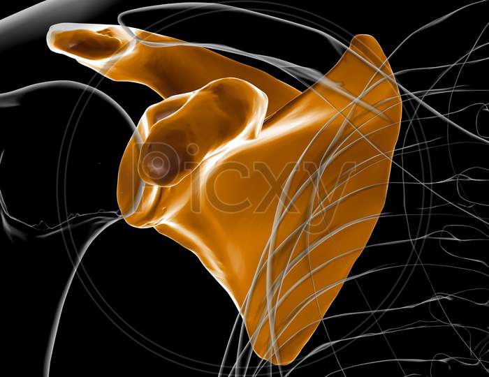 Human Skeleton Anatomy Scapula Bone 3D Rendering