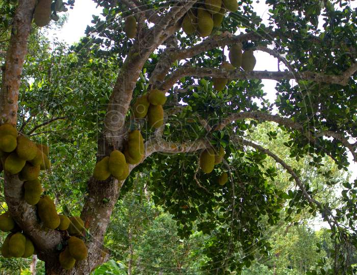 There Are Innumerable Jackfruits On The Tree. It Is The National Fruit Of Bangladesh.
