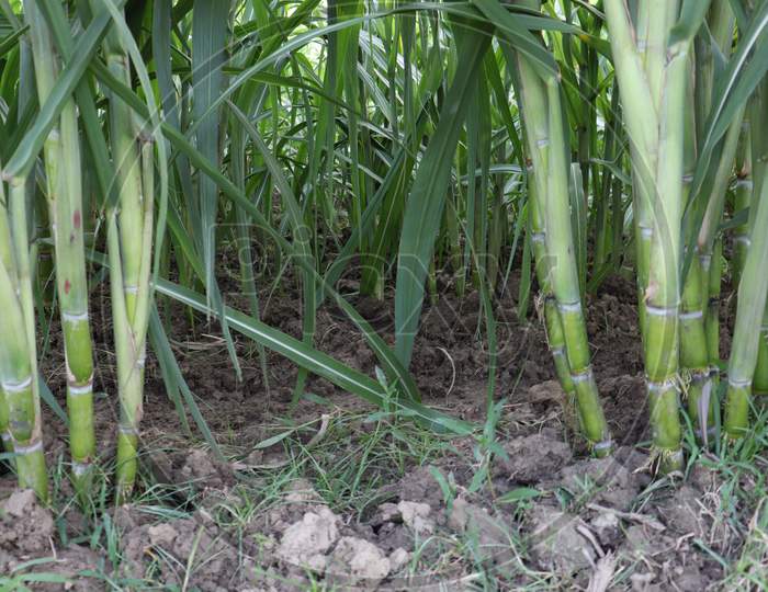 Sugarcane Farm On Field For Harvest