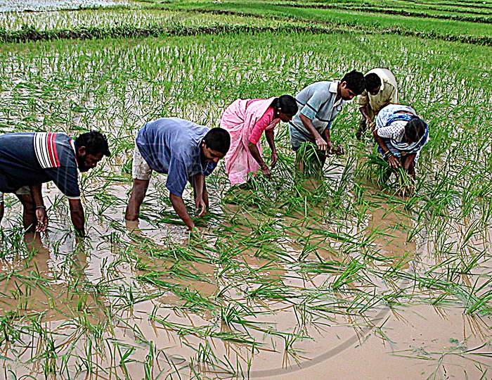 Farmers Sowing Rice