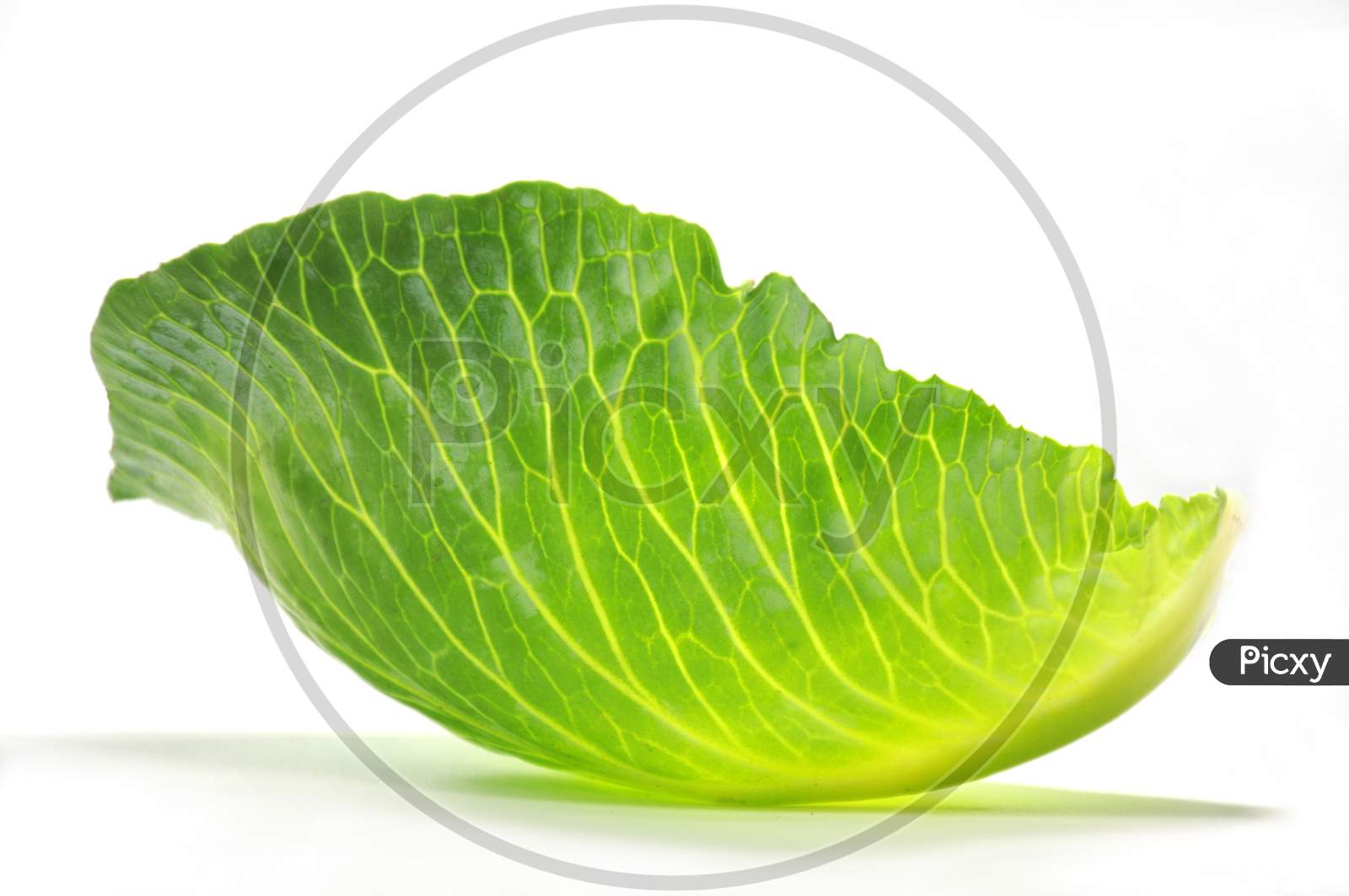 Fresh Green Cabbage Leaf Isolated On White