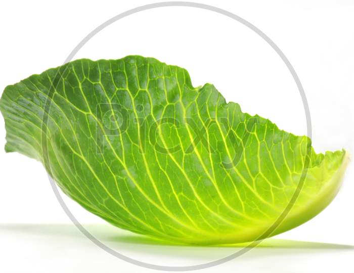 Fresh Green Cabbage Leaf Isolated On White