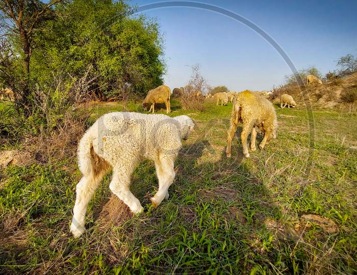 Image of Sheep-EM716737-Picxy